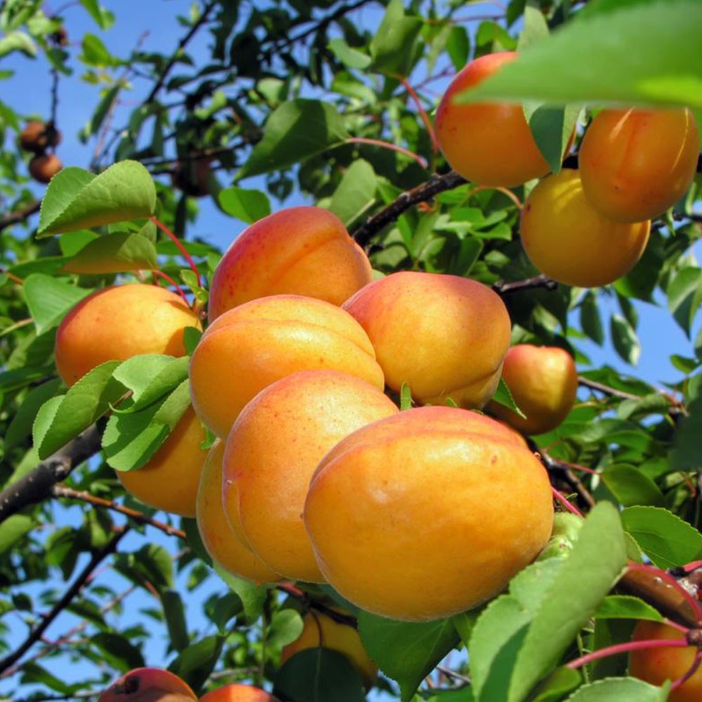 خرید نهال زردآلو آپریگلد