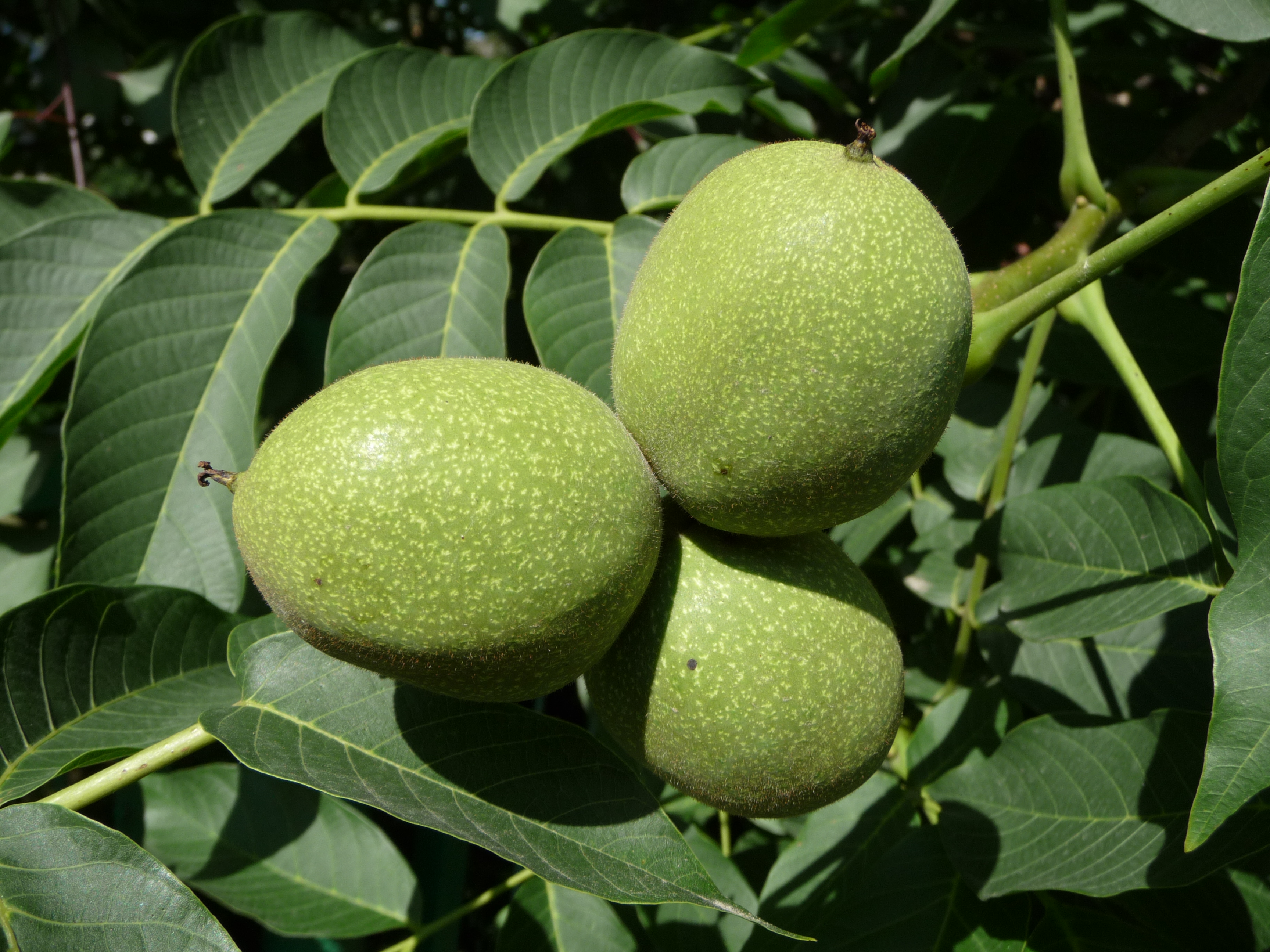 خرید نهال گردو