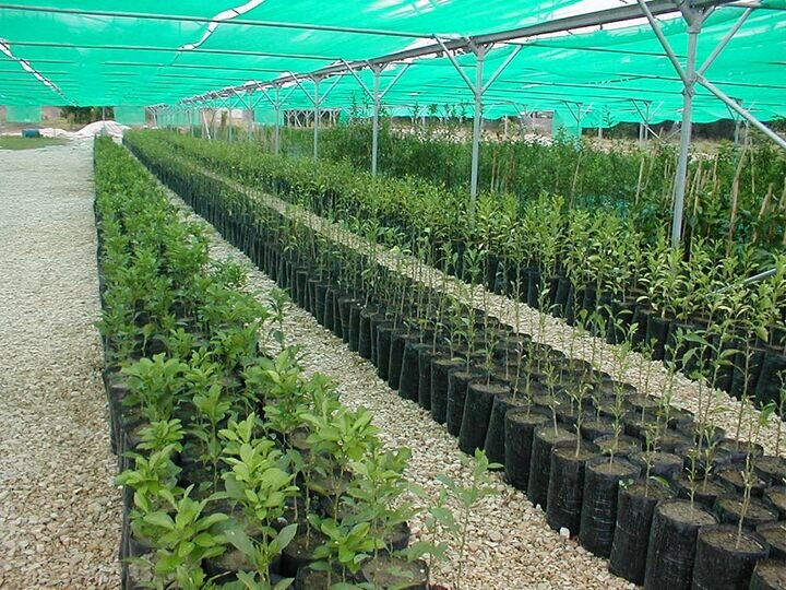 نهالستان کرج