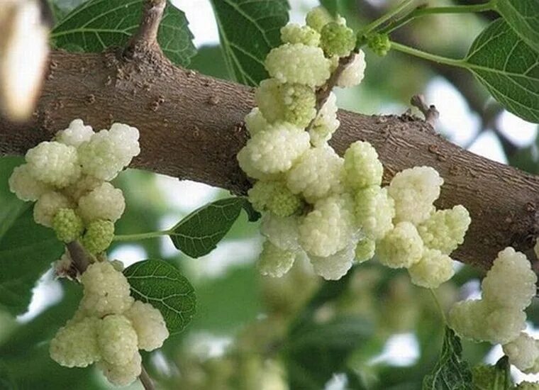 نهال توت