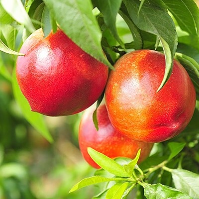 خرید نهال شلیل