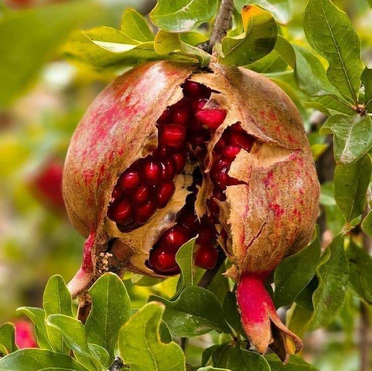 انواع نهال انار برای مناطق مختلف