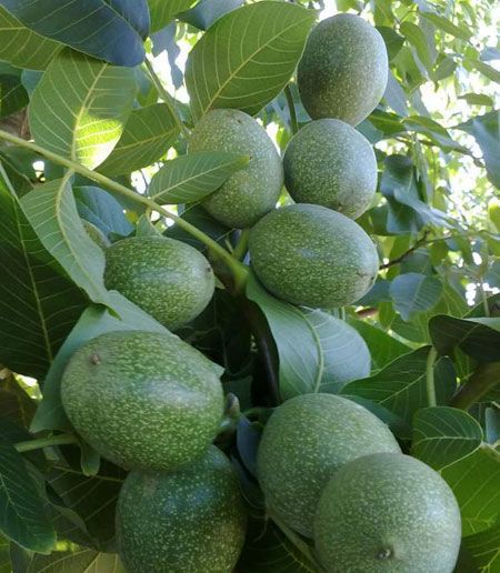 بهترین مناطق برای کاشت نهال گردو فرنور