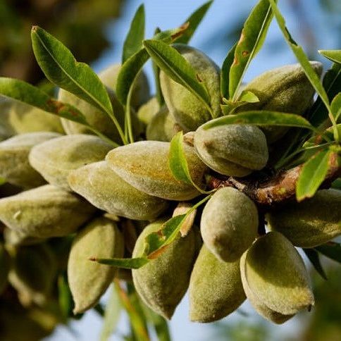کاشت نهال بادام