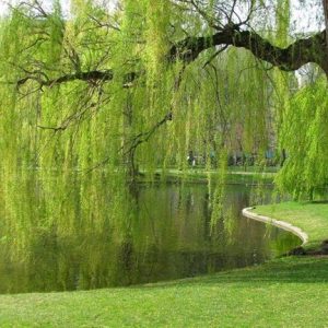 نهال بید مجنون پیوندی