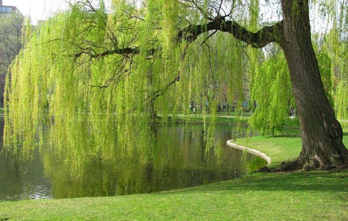 نهال بید مجنون پیوندی