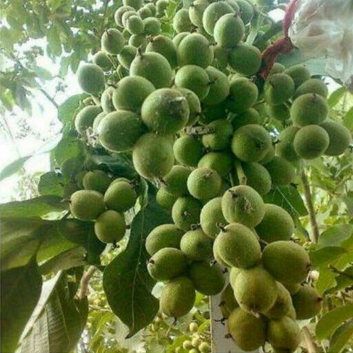 نگه داری از نهال گردو چندلر