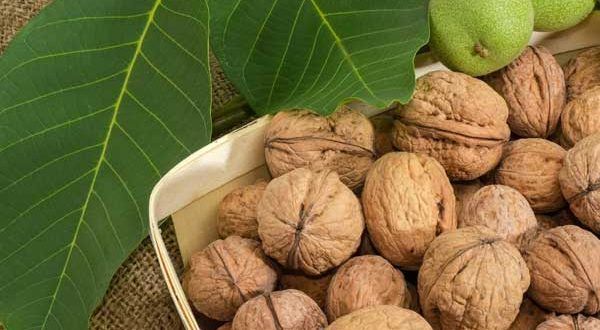 بهترین مناطق برای کاشت نهال گردو فرنور