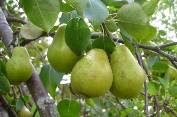 خرید نهال گلابی