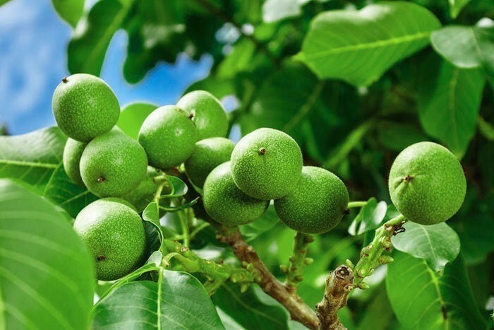 نهال گردو
