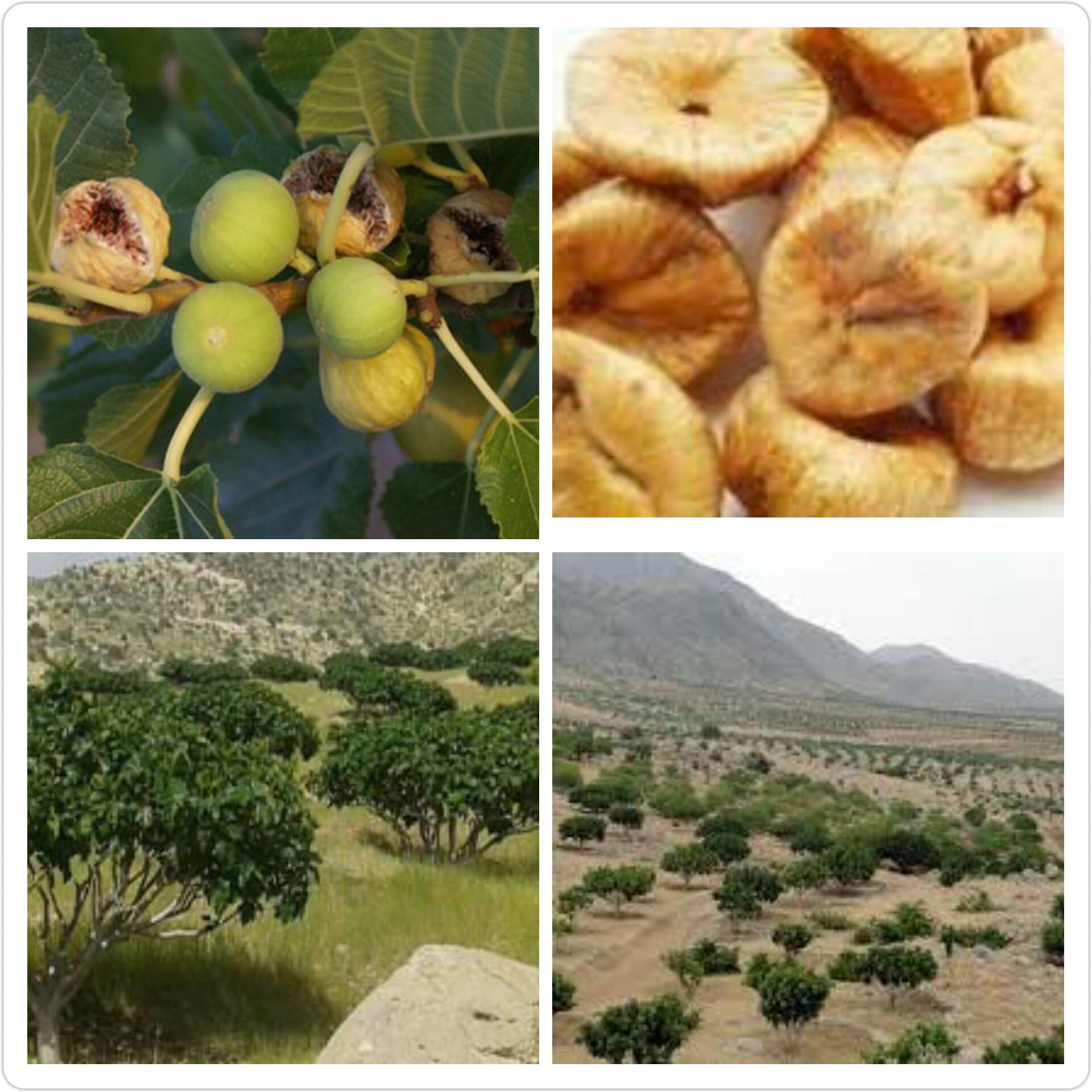 انتخاب نهال انجیر برای باغ