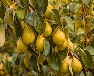 انواع نهال گلابی