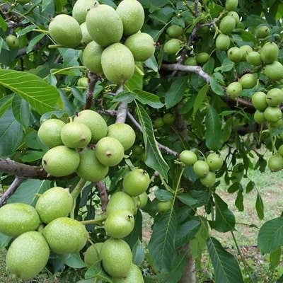 خرید نهال از نهالستان میاندوآّب