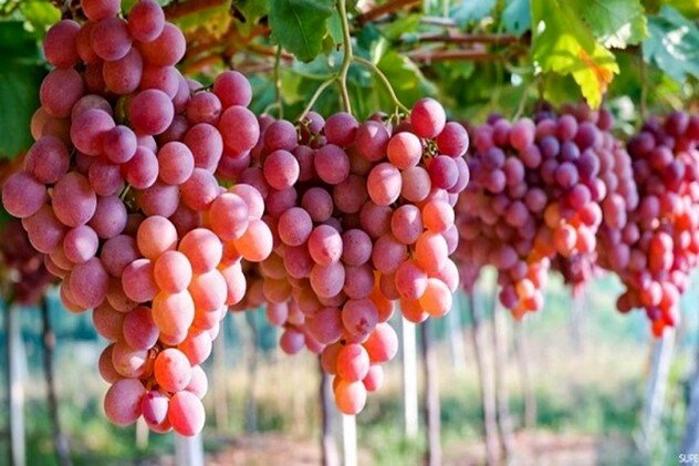 خرید نهال از نهالستان میاندوآب