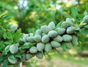 خرید نهال بادام دیرگل از نهالستان سالم نهال