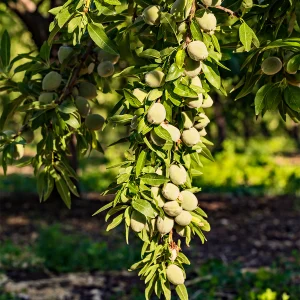 نهال بادام دیرگل